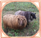 Sheep in frame
